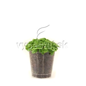 microgreens basil, mikrozelenina, bazalka mikrozelenina